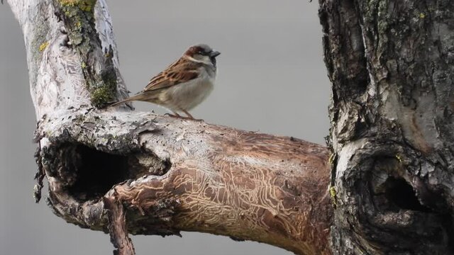 Haussperling (Passer domesticus) 