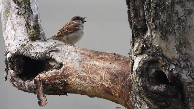 Haussperling (Passer domesticus) 