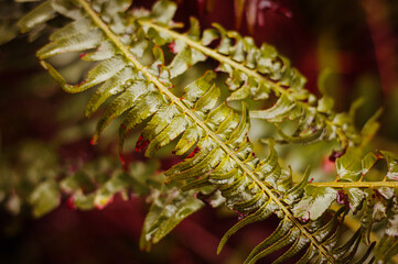 close up of a leaf