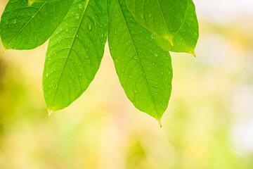 Fototapeta na wymiar Green tree leaves on on blurred greenery background