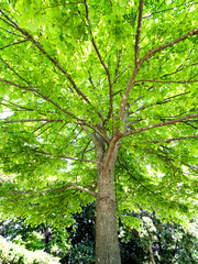 新緑の樹木