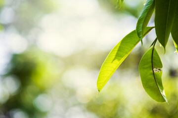 Fototapeta na wymiar Green tree leaves on on blurred greenery background