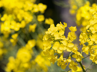 菜の花