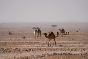 Camels walking in the desert, in the southwest of Qatar
