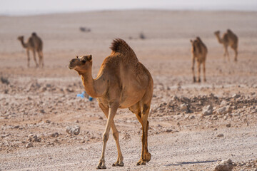 Camels walking in the desert, in the southwest of Qatar