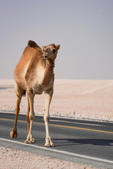 Camels walking in the desert, in the southwest of Qatar