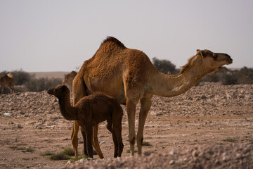 Camels walking in the desert, in the southwest of Qatar