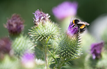Native British bee covered in pollen forraging on a bright purple thistle