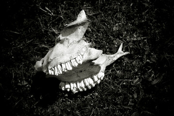 Black and white image of an animal skull with teeth.