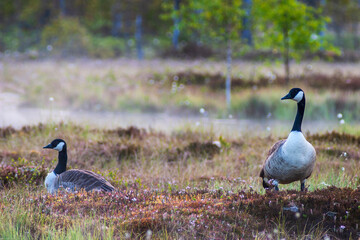 Canada geese on a bog with morning fog