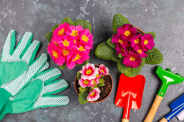 Spring flowers,multi-colored primrose in flower pot.
