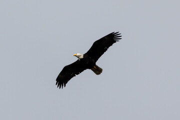 Bald eagle in flight