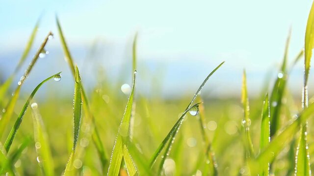 Closeup photo of green grass with dew drops on blurred background