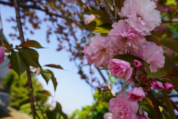 庭の八重桜と空
