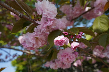 咲きかけている八重桜