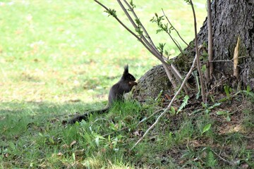 Eichhörnchen
