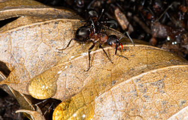 Ant world