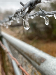 Frozen barbed wire