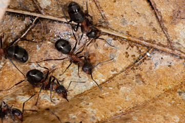 Ant world