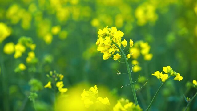 Closeup of spring yellow rapeseed with yellow flowers and green stems