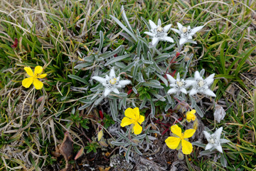 Blühendes Alpen-Edelweiß, Leontopodium alpinum, in den Dolomiten, Südtirol, Italien