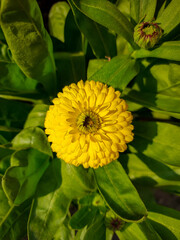 yellow flower in the garden