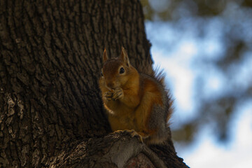 Close up portrait of a Sciurus Anomalus, Caucasian squirrel on a tree trunk. They are common in Turkey, but their numbers are decreasing in the Levant.