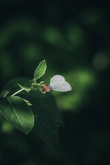 Moth sitting on a green leaf