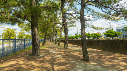 松並木の風景