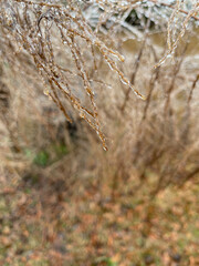 Fototapeta premium Frozen Plants