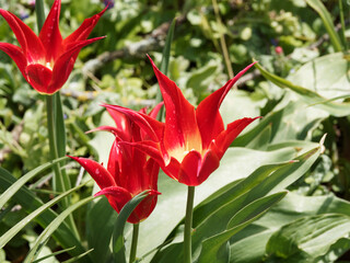 Tulipa Aladdin ou Aladin | Tulipe &agrave; fleurs de Lis 'Aladdin'. P&eacute;tales ouvertes en &eacute;toile, rouge et &agrave; base flamm&eacute; de jaune sur tige au dessus d'un feuillage vert moyen ruban&eacute; et r&eacute;curv&eacute; en pointe