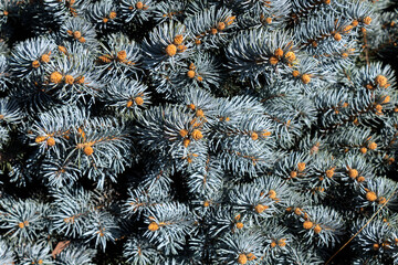 Naklejka na ściany i meble Close up of blue spruce tree with new shoots