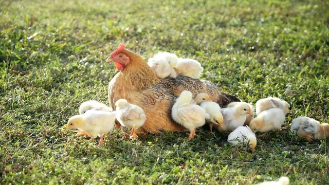 The hen is resting on the grass in the rural morning, with chicks on her back 