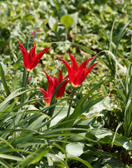 Tulipa Aladdin ou Aladin | Tulipes à fleurs de Lis 'Aladdin'. Pétales ouvertes en étoile, rouge et à base flammé de jaune sur tige au dessus d'un feuillage vert moyen rubané et récurvé en pointe