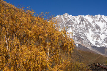 Autumn nature with snowy mountain background - 426968440