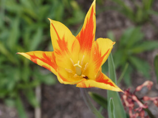 Tulipe horticole à fleur de lys 'Fire wings'  aux pétales de forme arachnéenne, pointue de couleur jaune , panachés de rouge au sommet d'une tige robuste