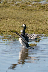 Two barnacle geese are standing in the lake. They are doing a pairngs dance with spread wings in the sun, reflection in the water
