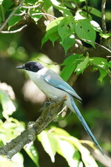 azure winged magpie in the forest