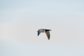A goose flies by, against the bleu sky. Background, silhouette