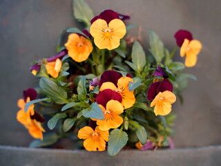 Colorful beautiful pansy flowers outdoors in spring