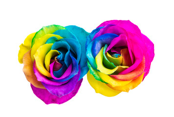 Fototapeta na wymiar multicolored rose isolated