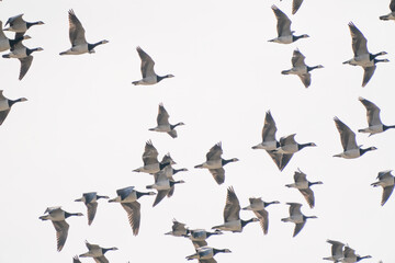 A large flock of geese fly by, above the lake. Background, silhouette