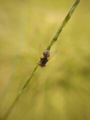spider on a leaf