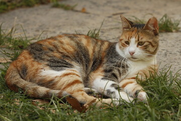 Full body portrait of a short fur calico cat lying lazily on ground, looking away ignorantly.