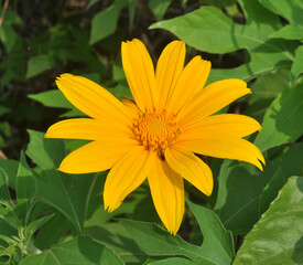 Obraz premium yellow flower in the garden