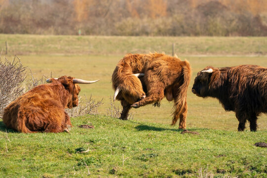 Scottish highlanders with large horns stand in the grass in the sunlight. One bull itches with its beak on one hind leg. Two cows look at this from the right and left
