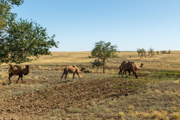 Fototapeta na wymiar Bactrian camels. A herd of camels is walking across the steppe. Kazakhstan
