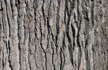 background of oak wood texture closeup