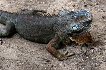 island land iguana