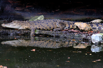 alligator in the swamp
